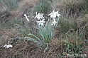 VBS_1196 - Fioritura narcisi a Castelnuovo Nigra 2023